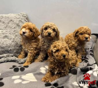Ράτσα: Γιόρκσάϊρ τεριέ - Yorkshire Terrier | Ηλικία: 2,5 μηνών | Φύλο: Αρσενικό | Αρ. Microchip: 8976540856 | Εκπαιδευμένο | Περιοχή: Αττική